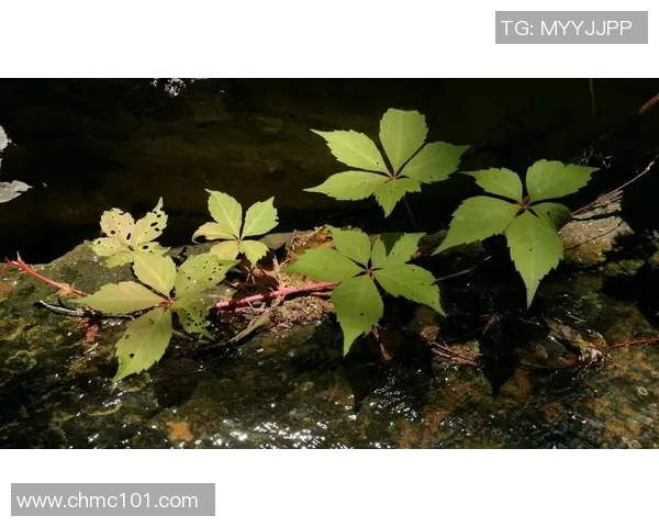 北京飞盘队防反战术分析与比赛表现的得失总结