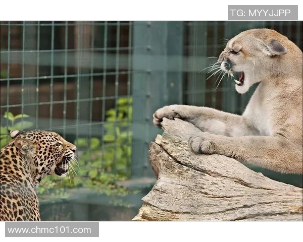 阿特拉斯与美洲狮的巅峰对决谁将赢得这场精彩较量 阿特拉斯与美洲狮的巅峰对决谁将赢得这场精彩较量